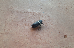 Acraephia perspicillata