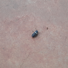 Acraephia perspicillata