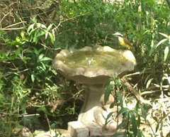 Pitangus sulphuratus