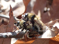 Criorhina verbosa