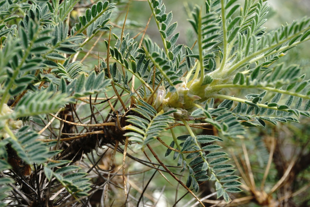 Astragalus denudatus