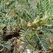 Astragalus denudatus - Photo (c) Сергей, μερικά δικαιώματα διατηρούνται (CC BY-NC), uploaded by Сергей