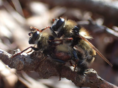 Criorhina verbosa