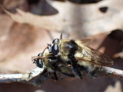 Criorhina verbosa