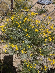 Oncosiphon pilulifer