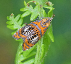 Olethreutes arcuella