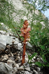 Orobanche kurdica
