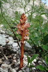 Orobanche kurdica