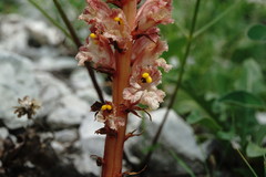 Orobanche kurdica