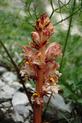 Orobanche kurdica