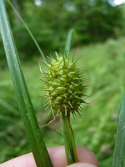 Carex squarrosa