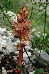 Orobanche kurdica