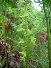 Platanthera algeriensis