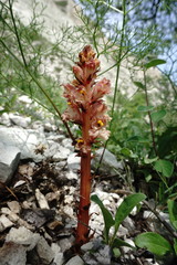 Orobanche kurdica