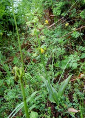 Platanthera algeriensis