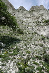 Orobanche kurdica