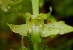 Platanthera algeriensis