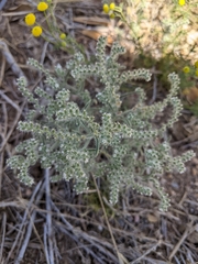 Cryptantha