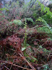 Platanthera algeriensis