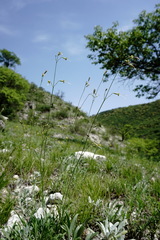 Silene saxatilis