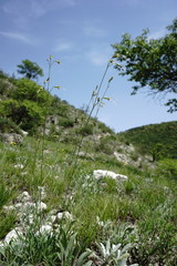 Silene saxatilis