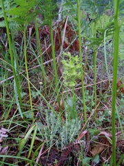Platanthera algeriensis