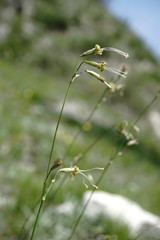 Silene saxatilis