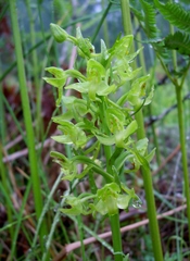 Platanthera algeriensis