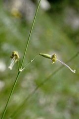 Silene saxatilis