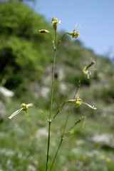 Silene saxatilis