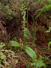 Platanthera algeriensis