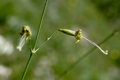 Silene saxatilis