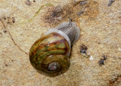 Tacheocampylaea raspailii