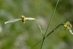 Silene saxatilis