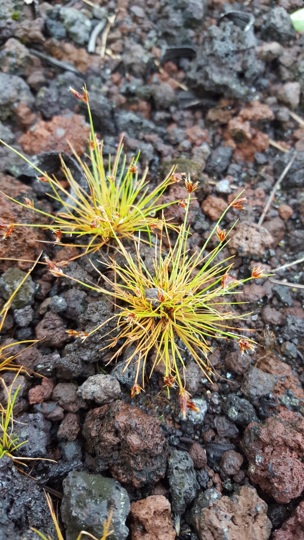 (c) François Rousseu, certains droits réservés (CC BY-NC) https://www.inaturalist.org/observations/109313410