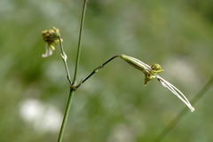 Silene saxatilis