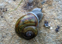Tacheocampylaea raspailii