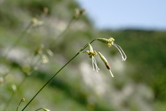 Silene saxatilis