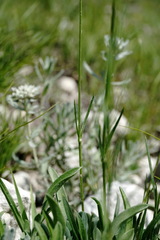 Silene saxatilis