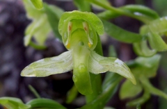 Platanthera algeriensis