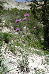 Jurinea ruprechtii