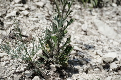 Jurinea ruprechtii