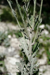 Jurinea ruprechtii