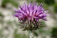 Jurinea ruprechtii