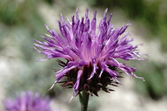 Jurinea ruprechtii
