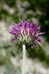 Jurinea ruprechtii
