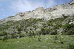 Orobanche kurdica