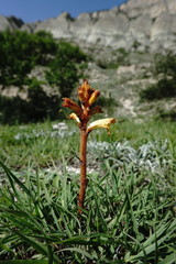 Orobanche alba xanthostigma