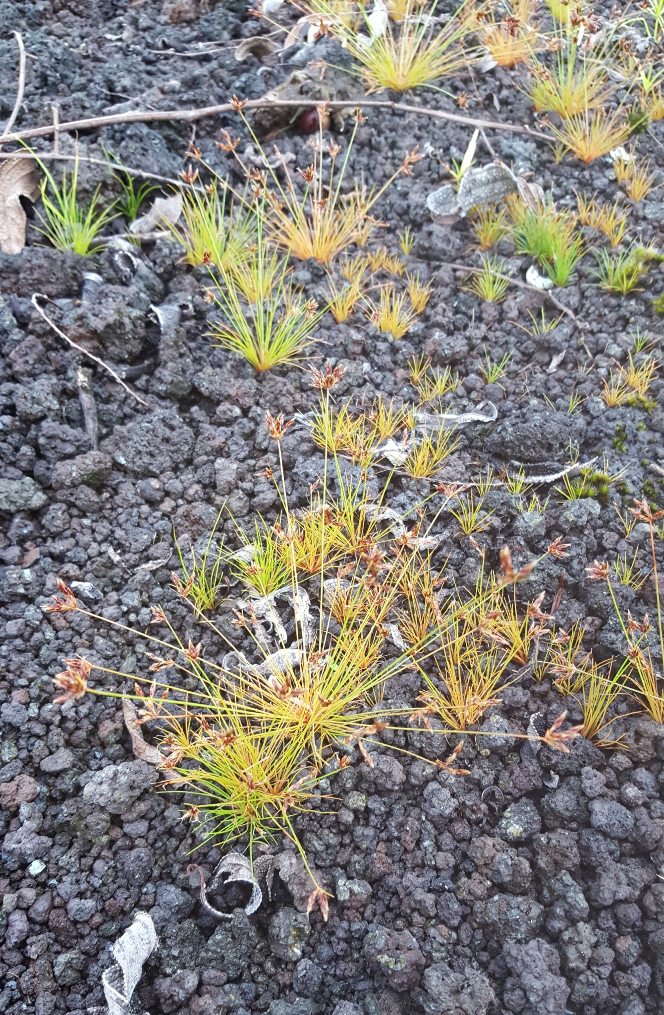 (c) François Rousseu, certains droits réservés (CC BY-NC) https://www.inaturalist.org/observations/109313410