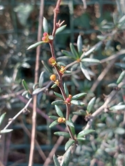 Berberis × stenophylla